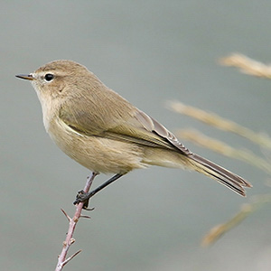 Common/Siberian Chiffchaff